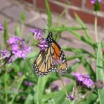 Butterfly in Prescott Park