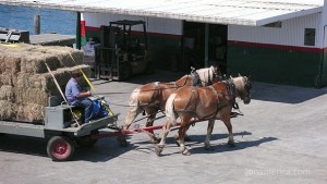 Everything on the island is done by horse and buggy. Here are horses pulling hay off the dock.