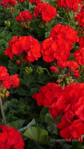 And the official flower of the Grand Hotel, the geranium. These are a couple of the more than 5200 at the hotel.